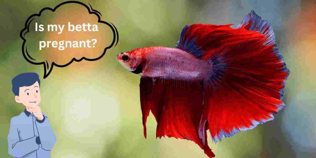 Pregnant Betta Fish