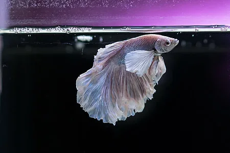 How Big Do Betta Fish Really Get