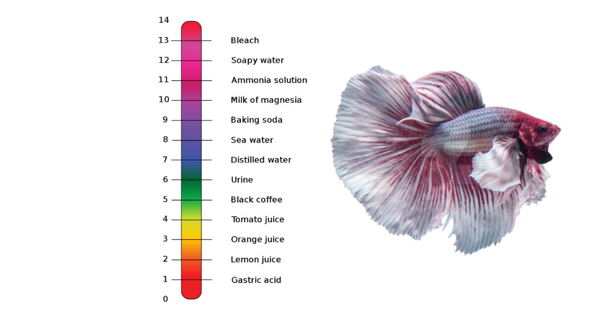 ph for betta fish