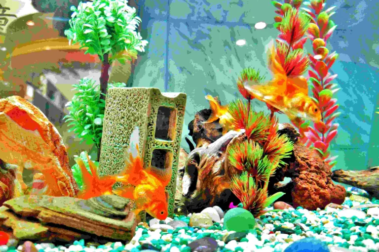 how to clean betta fish tank