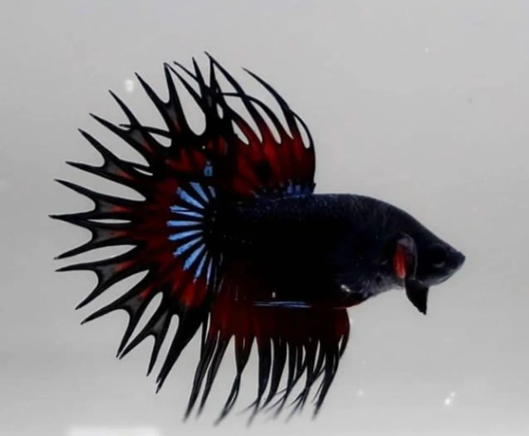 Comprehensive Guide to Betta Fish Care