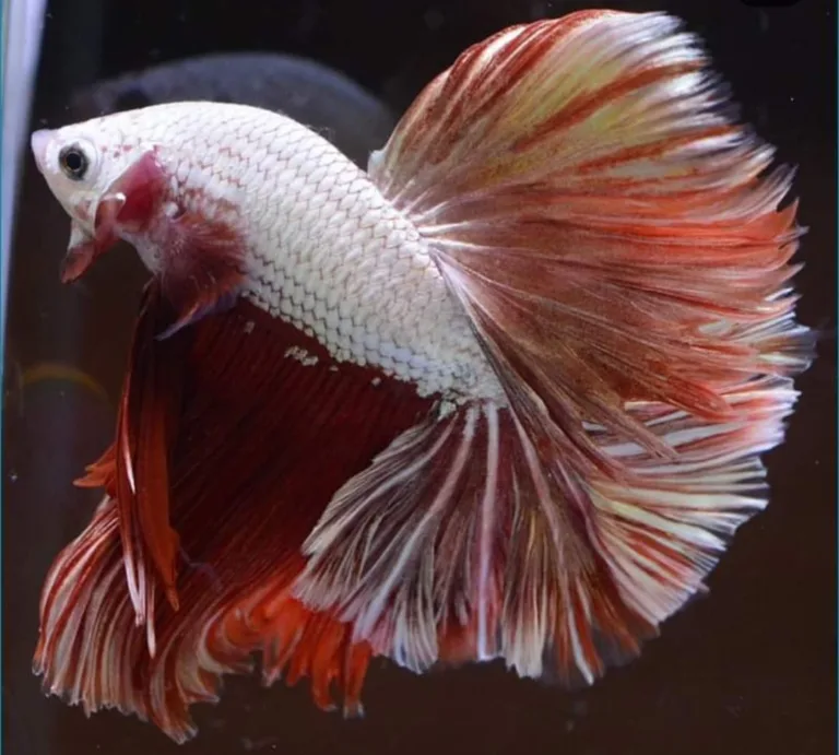 Optimal Aquarium Setup for Pregnant Betta Fish