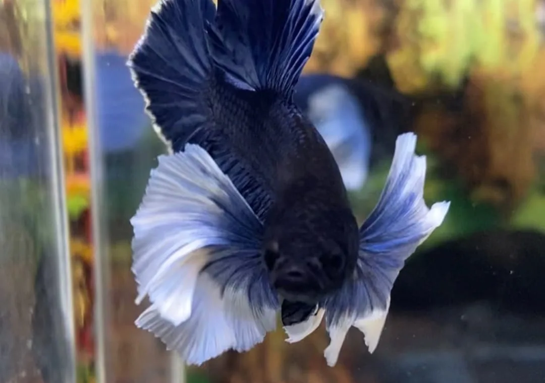 Preventing Diseases in Pregnant Betta Fish