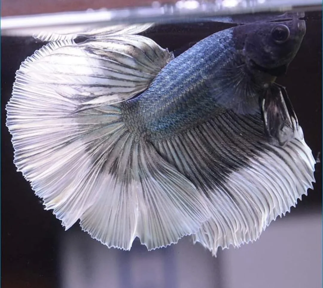 Successful Betta Fish Breeding Techniques