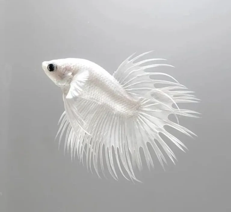 Understanding Pregnancy in Betta Fish